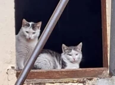 2 Katzen, gefleckt puppy Mixed Breed for adoption at Tierschutzverein Gunzenhausen und Umgebung e.V., Gunzenhausen