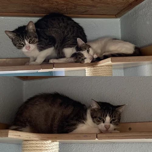 Flocke, Tigerle & Karli, male Mixed Breed for adoption at Tierschutzverein Gunzenhausen und Umgebung e.V., Gunzenhausen