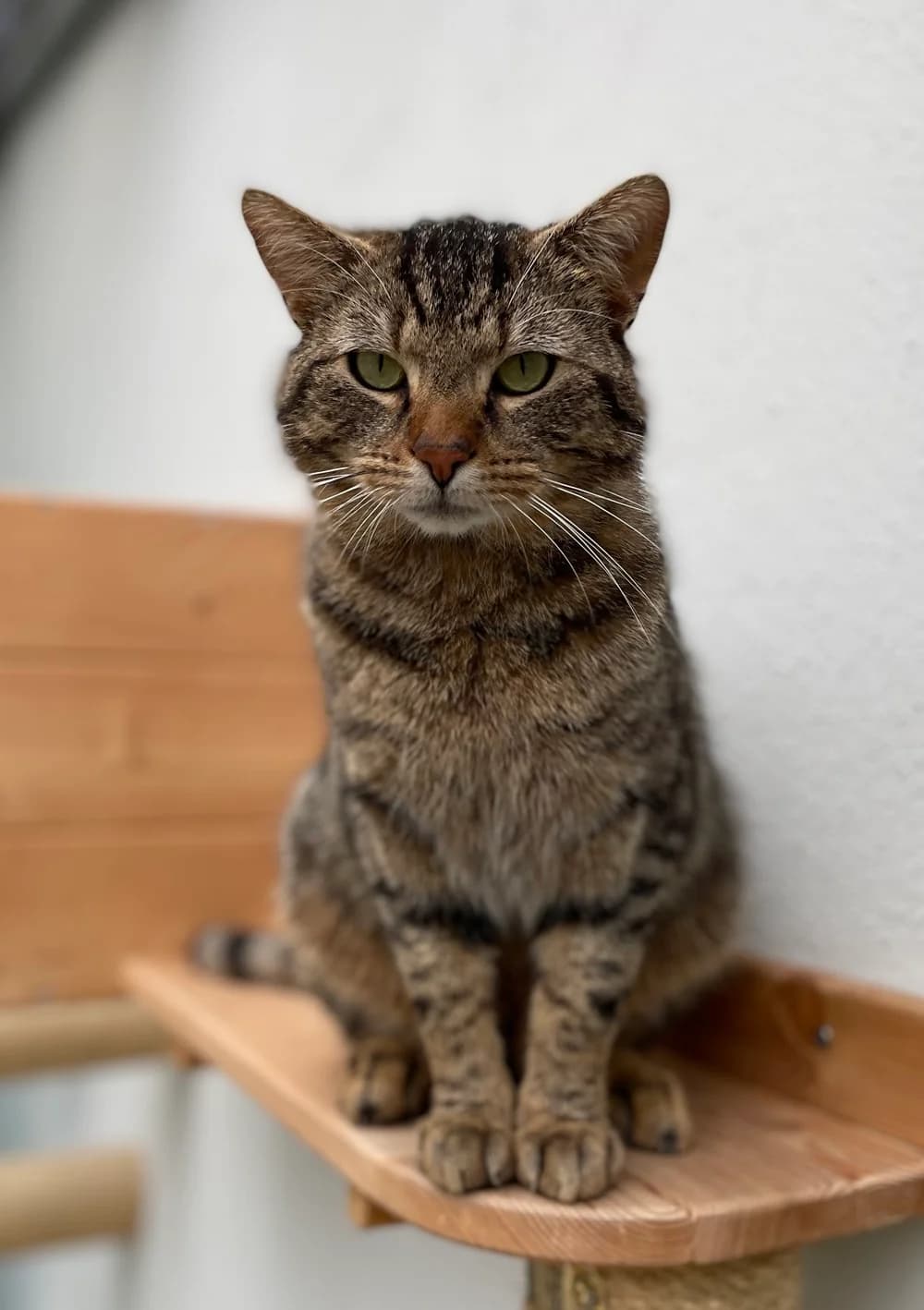 Sydney, male Mixed Breed for adoption at Tierschutzverein Gunzenhausen und Umgebung e.V., Gunzenhausen