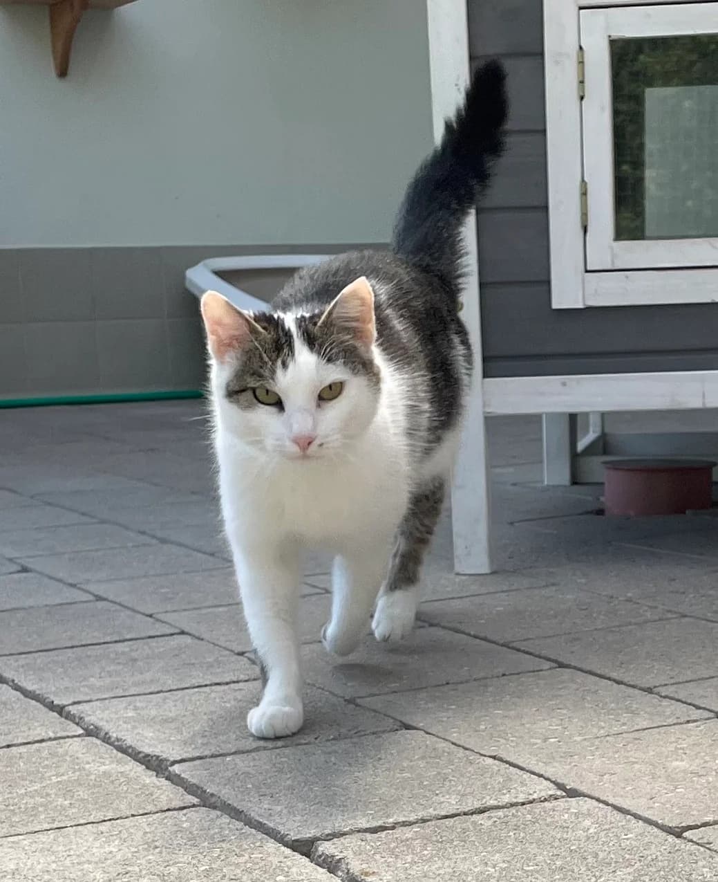 Aila, female 3yo Mixed Breed for adoption at Tierschutzverein Gunzenhausen und Umgebung e.V., Gunzenhausen