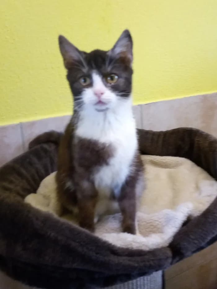 Zoe, female Mixed Breed for adoption at Tierschutzverein Gunzenhausen und Umgebung e.V., Gunzenhausen