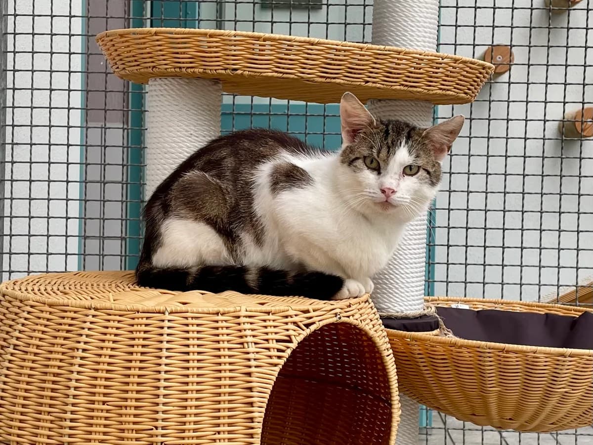 Idefix, young Mixed Breed for adoption at Tierschutzverein Gunzenhausen und Umgebung e.V., Gunzenhausen