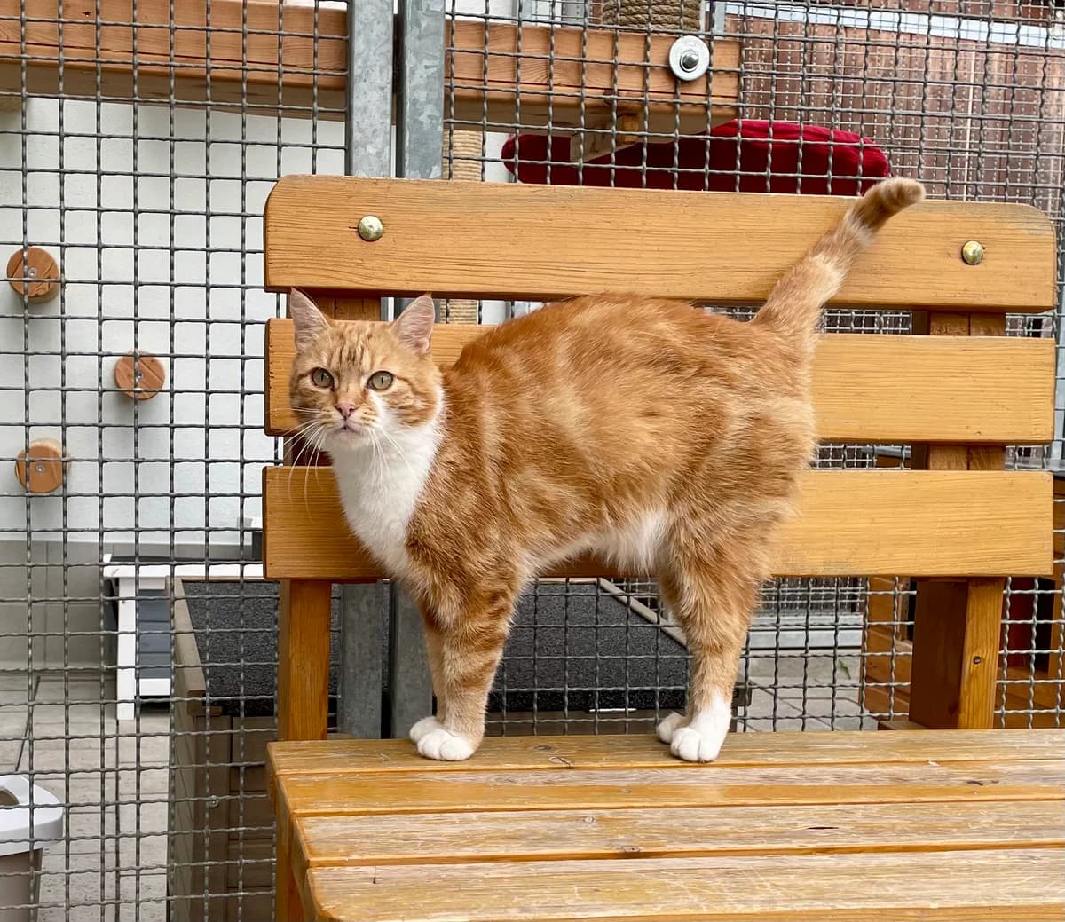 Maddox, male 4yo Mixed Breed for adoption at Tierschutzverein Gunzenhausen und Umgebung e.V., Gunzenhausen