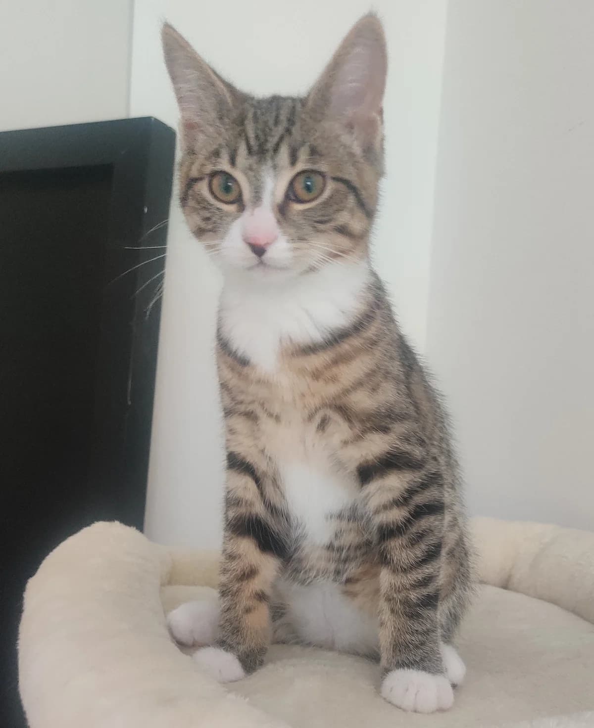 2 Katerchen, male young Mixed Breed for adoption at Tierschutzverein Gunzenhausen und Umgebung e.V., Gunzenhausen