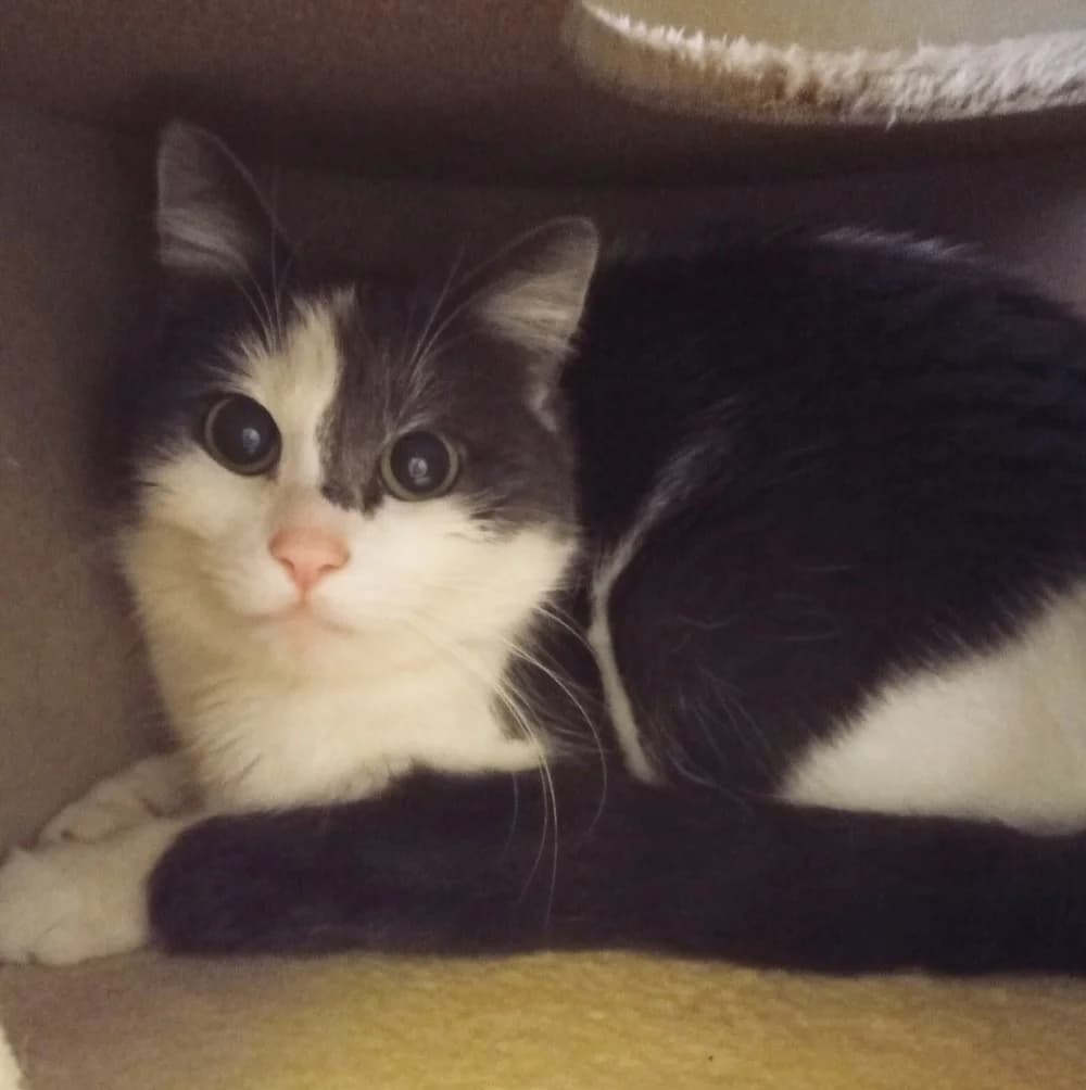 Lisa, male Mixed Breed for adoption at Tierschutzverein Gunzenhausen und Umgebung e.V., Gunzenhausen