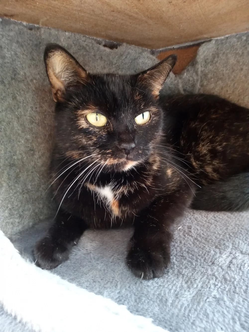 Mia, female Mixed Breed for adoption at Tierschutzverein Gunzenhausen und Umgebung e.V., Gunzenhausen