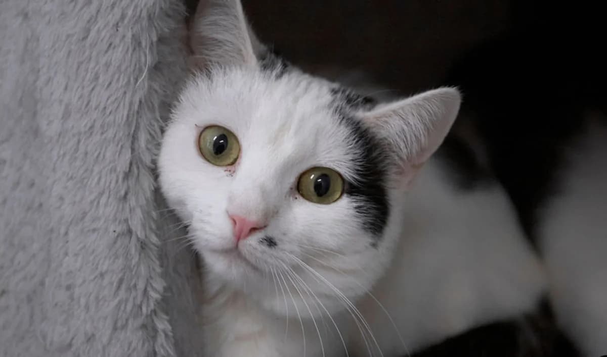Fiona,Frodo,Fridolin (VG App 630-632-2022 H), female 4yo Mixed Breed for adoption at Tierschutzverein Hallertau u.U. e.V., Au i. d. Hallertau