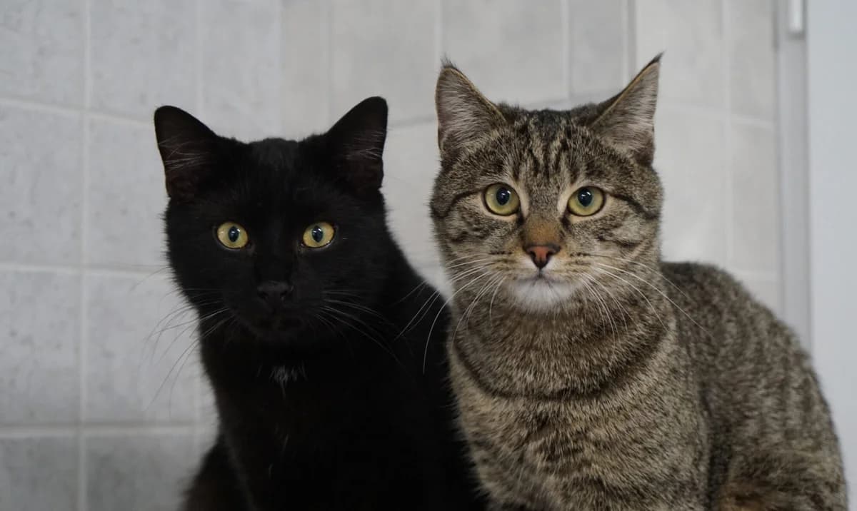 Sammy und Franzl (Au 642-2016 H und Ru 619-2017 F), schwarz female senior Mixed Breed for adoption at Tierschutzverein Hallertau u.U. e.V., Au i. d. Hallertau