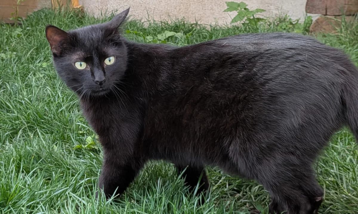Leo (Au 657-2019A), female 7yo mixed breed for adoption at Tierschutzverein Hallertau u.U. e.V., Au i. d. Hallertau