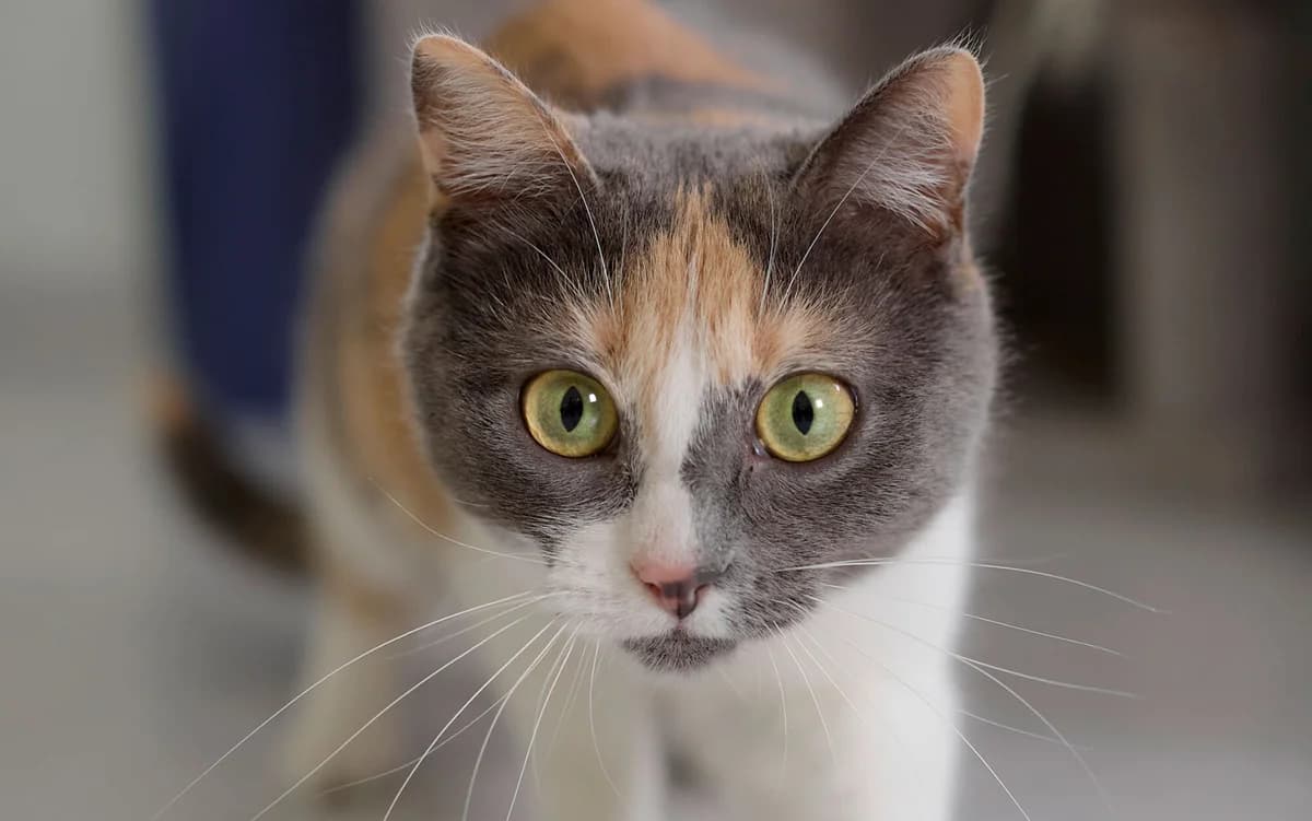 Leo (Au 657-2019A), female 7yo mixed breed for adoption at Tierschutzverein Hallertau u.U. e.V., Au i. d. Hallertau