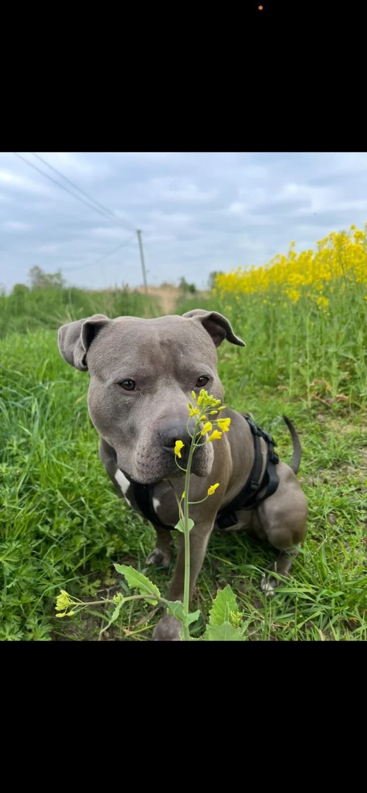 Milo sucht Menschen mit Hundeerfahrung, 3yo Mixed Breed for adoption at Tierschutzverein Harlingerland