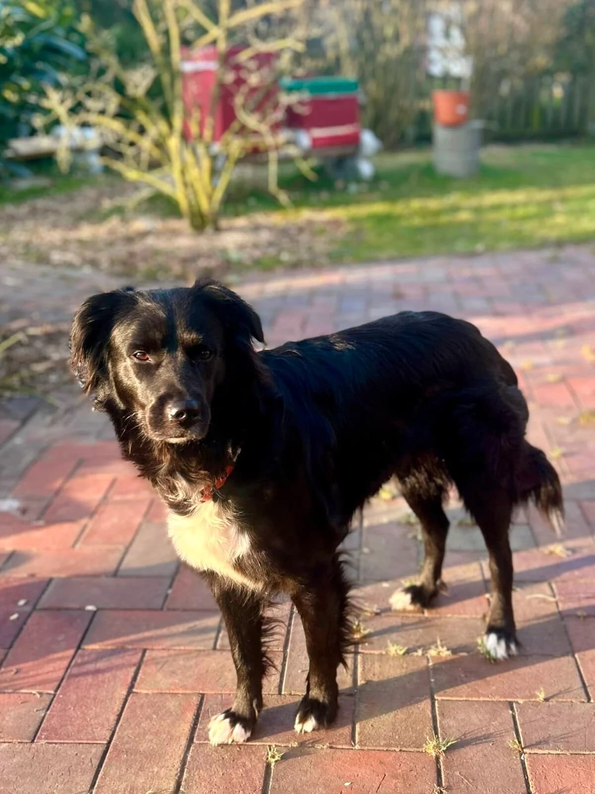 Pele, female 6yo Mixed Breed for adoption at Tierschutzverein Harlingerland