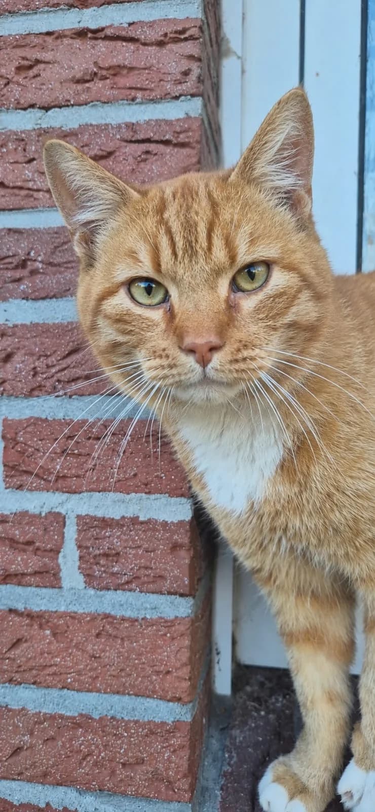 Flint hat ein Zuhause, male Mixed Breed for adoption at Tierschutzverein Harlingerland