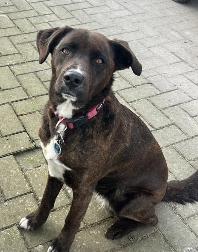 Mandy braucht Hilfe, female 6yo Mixed Breed for adoption at Tierschutzverein Harlingerland