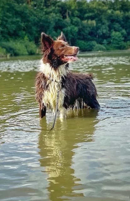 Border-Collie in, female 6yo Mixed Breed for adoption at Tierschutzverein Harlingerland