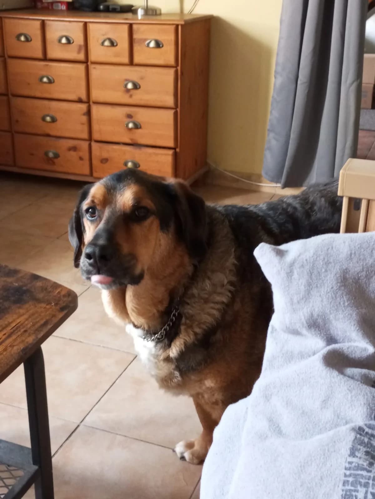 Anton braucht ein neues Zuhause, female 5yo Mixed Breed for adoption at Tierschutzverein Harlingerland