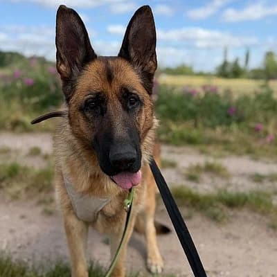 Easy, gold Mixed Breed for adoption at Tierschutzverein Haßloch