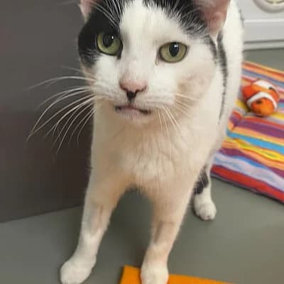 Lucky, Mixed Breed for adoption at Tierschutzverein Haßloch