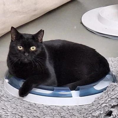 Mephisto, young Mixed Breed for adoption at Tierschutzverein Haßloch