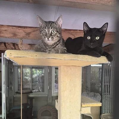 Pumba, Mixed Breed for adoption at Tierschutzverein Haßloch