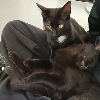 Silvester & Tweety, Mixed Breed for adoption at Tierschutzverein Haßloch