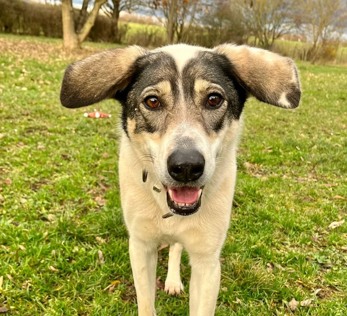 Sally, male 7yo Mixed Breed for adoption at Tierschutzverein Hattersheim und Umgebung e.V., Hattersheim am Main