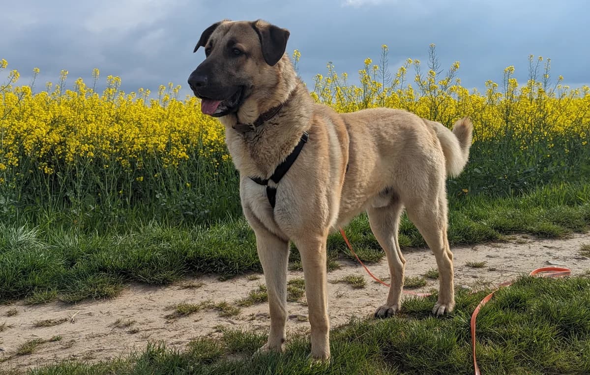 Mate, male 4yo Mixed Breed for adoption at Tierschutzverein Hattersheim und Umgebung e.V., Hattersheim am Main