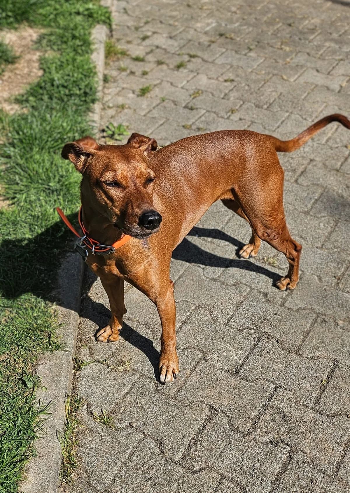 Ronja, female Mixed Breed for adoption at Tierschutzverein Hattersheim und Umgebung e.V., Hattersheim am Main