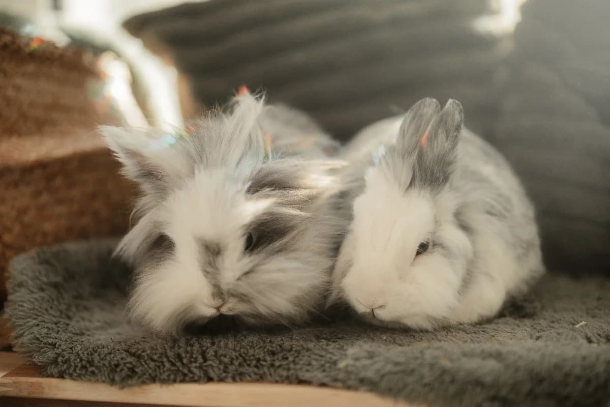 Schnipsel & Streusel, Mixed Breed for adoption at Tierschutzverein Hattersheim und Umgebung e.V., Hattersheim am Main
