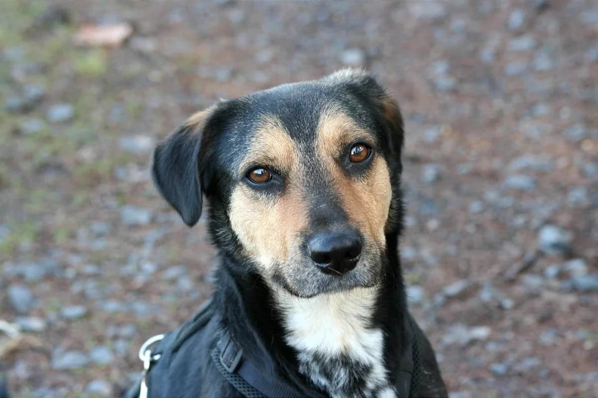 Oscar, male young Mixed Breed for adoption at Tierschutzverein Hattersheim und Umgebung e.V., Hattersheim am Main