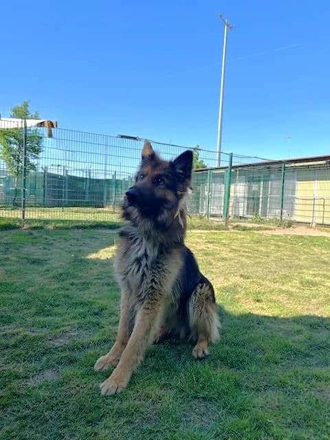Maverick/ nicht im Tierheim, male Mixed Breed for adoption at Tierschutzverein Hattersheim und Umgebung e.V., Hattersheim am Main