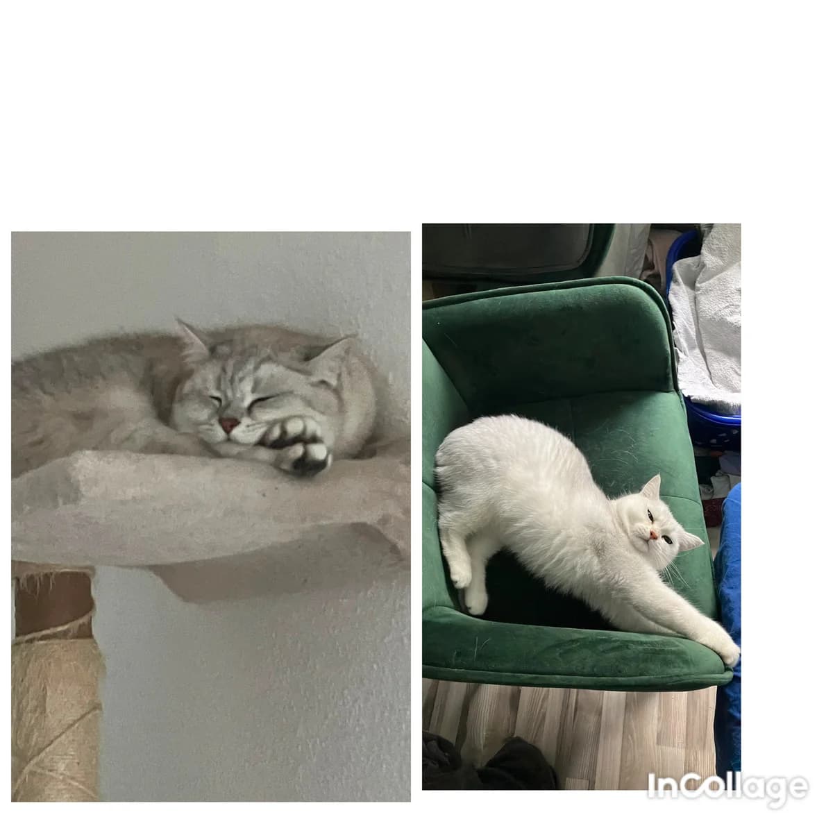 Remus und Ranni/ Kontakt siehe Text, male 3yo British Shorthair for adoption at Tierschutzverein Hattersheim und Umgebung e.V., Hattersheim am Main