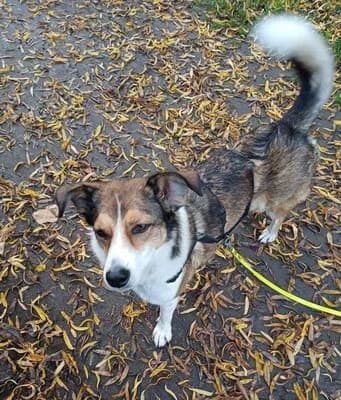 Cassy/ nicht in unserem Tierheim, female 4yo Mixed Breed for adoption at Tierschutzverein Hattersheim und Umgebung e.V., Hattersheim am Main