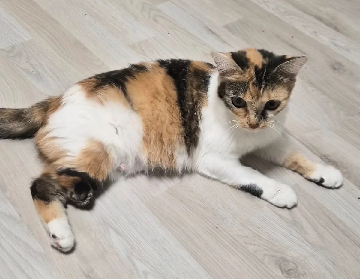 Lotti / Pflegestelle, 3yo Mixed Breed for adoption at Tierschutzverein Hattersheim und Umgebung e.V., Hattersheim am Main
