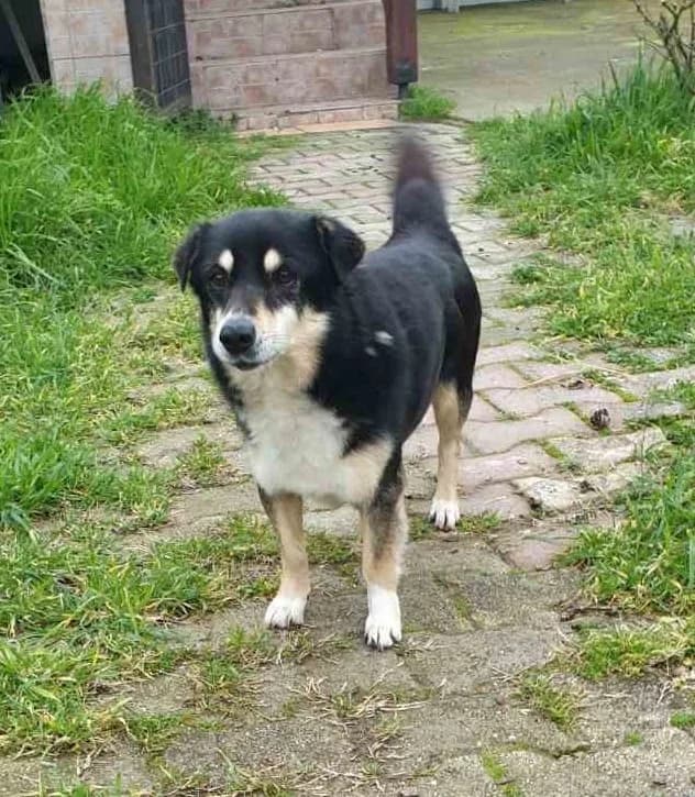 ARIS/ Vermittlungshilfe, male senior Mixed Breed for adoption at Tierschutzverein Hattersheim und Umgebung e.V., Hattersheim am Main