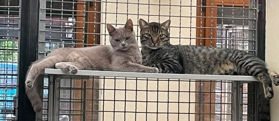 Rose & Merlin, male 4yo Mixed Breed for adoption at Tierschutzverein Hattersheim und Umgebung e.V., Hattersheim am Main