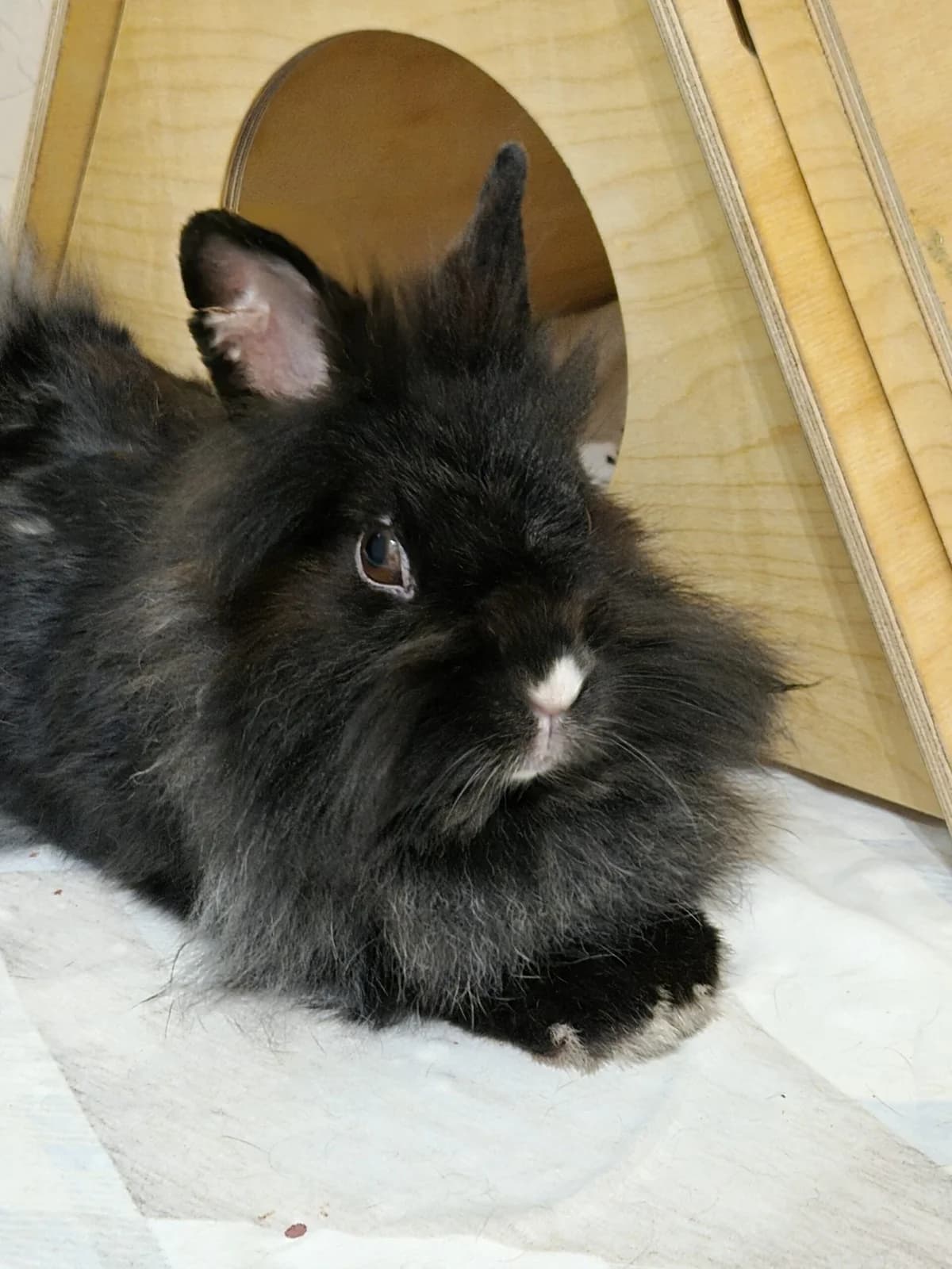 Blacky, Mixed Breed for adoption at Tierschutzverein Hattersheim und Umgebung e.V., Hattersheim am Main