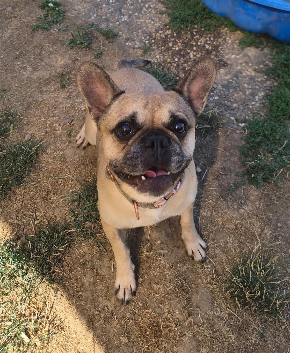 Butch, 6yo Mixed Breed for adoption at Tierschutzverein Hattersheim und Umgebung e.V., Hattersheim am Main