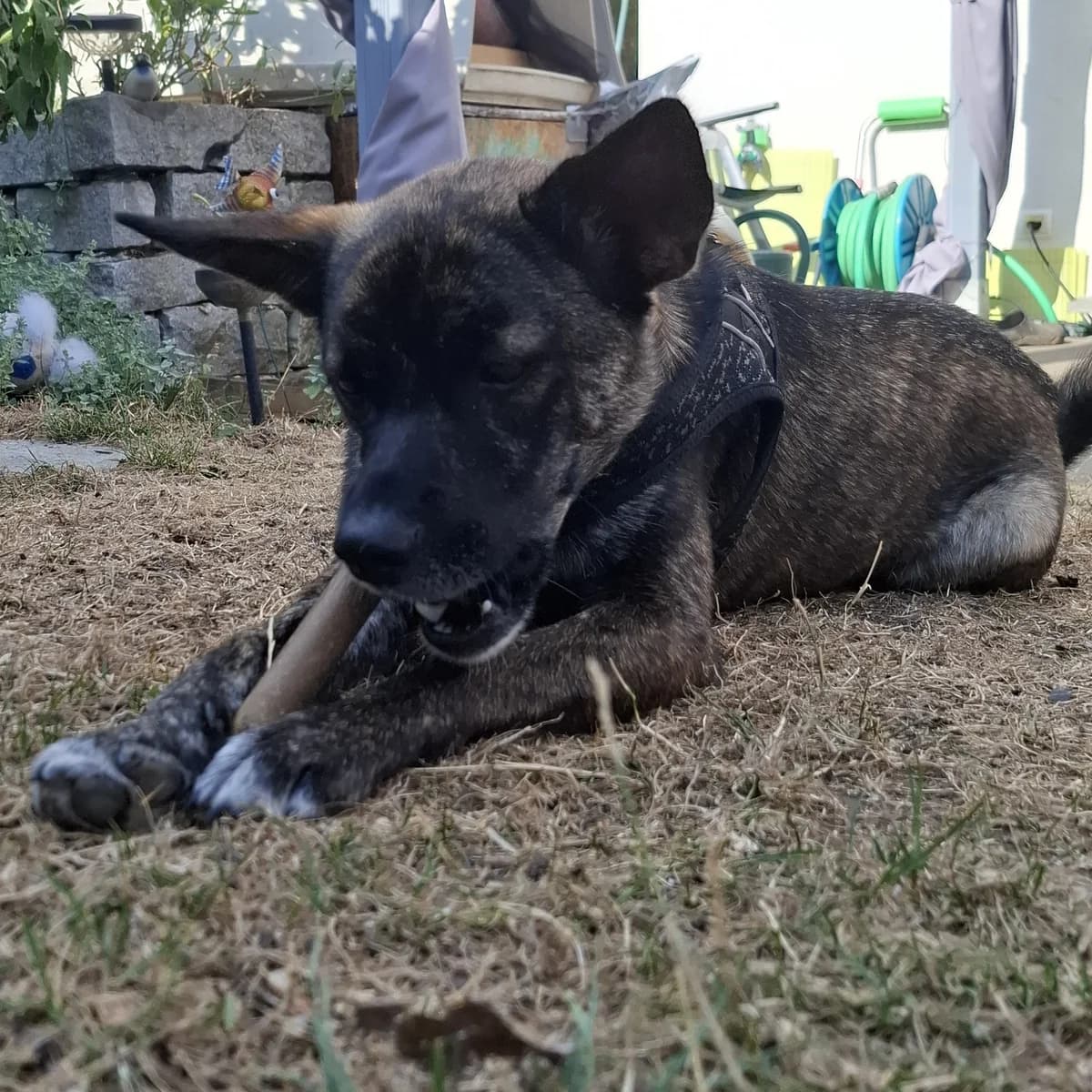 Rico/ Vermittlungshilfe, male Mixed Breed for adoption at Tierschutzverein Hattersheim und Umgebung e.V., Hattersheim am Main