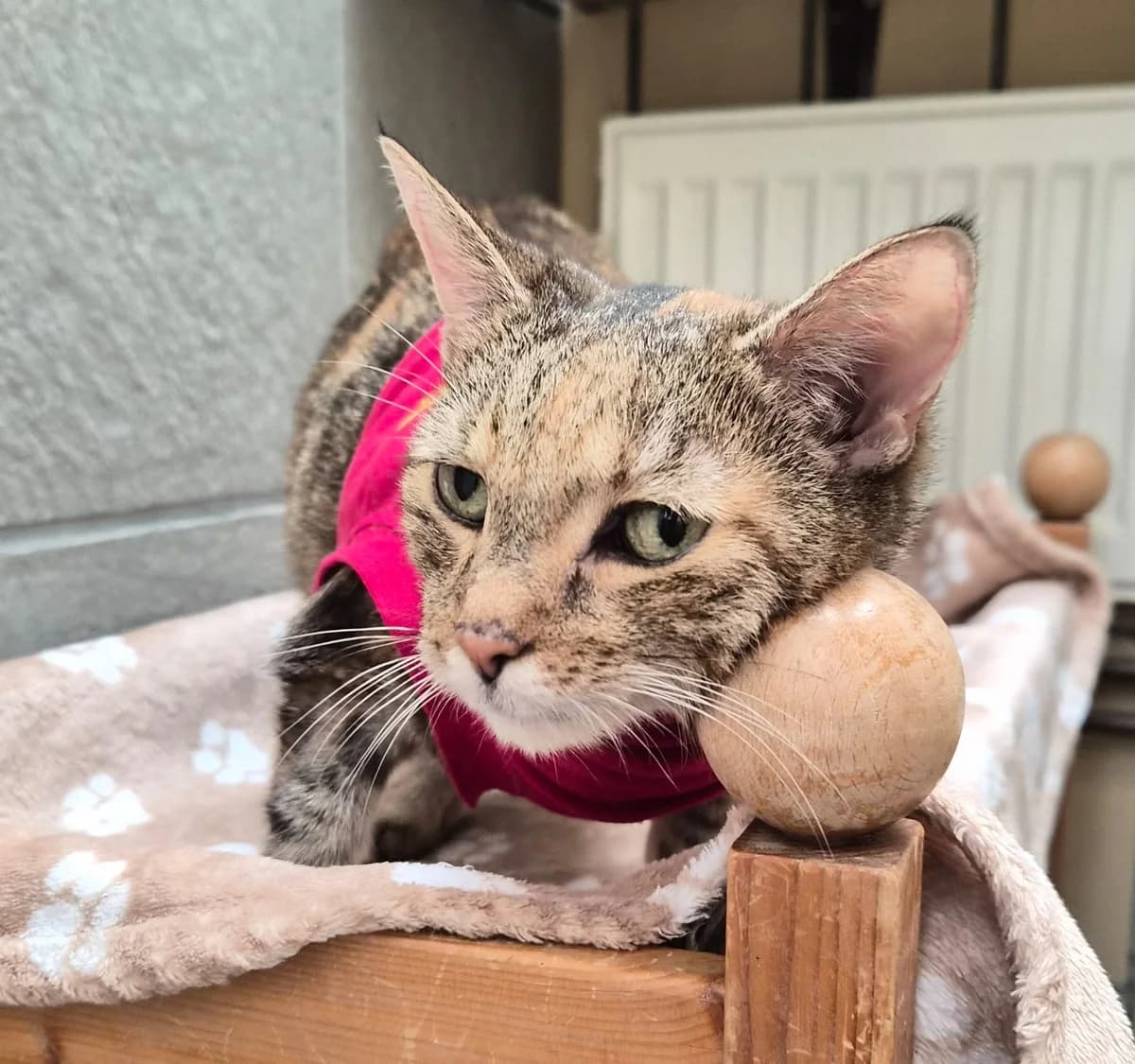 Romina, Mixed Breed for adoption at Tierschutzverein Hattersheim und Umgebung e.V., Hattersheim am Main