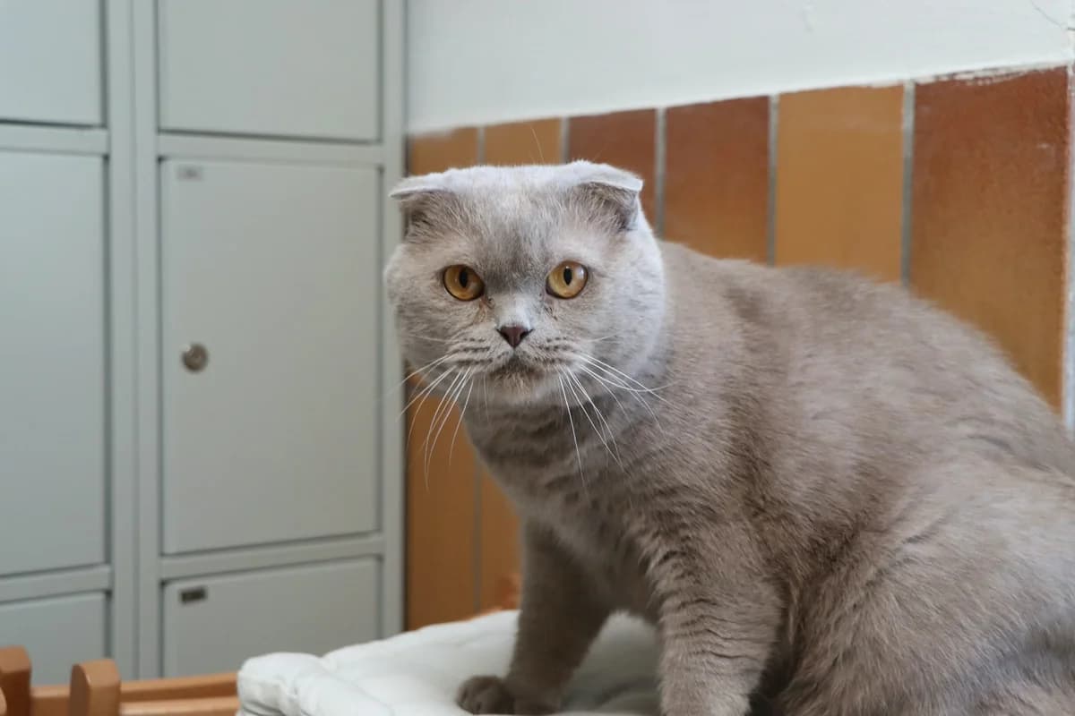 Pascha, male 6yo Mixed Breed for adoption at Tierschutzverein Hattersheim und Umgebung e.V., Hattersheim am Main