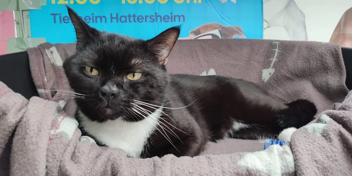 Rocky, male young Mixed Breed for adoption at Tierschutzverein Hattersheim und Umgebung e.V., Hattersheim am Main