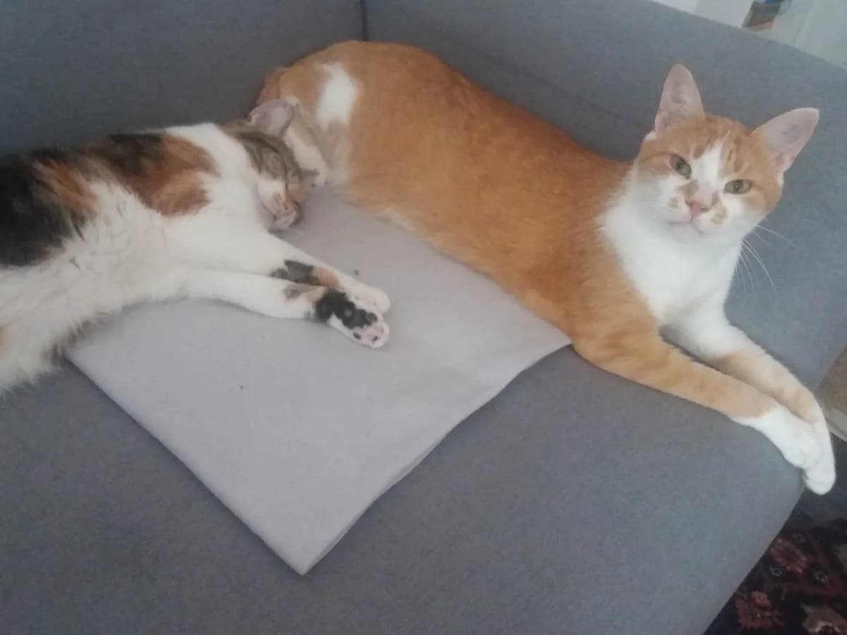 Boni und Lilo- Direktvermittlung, male European Shorthair for adoption at Tierschutzverein Herford e.V. (Tierheim Bünde)