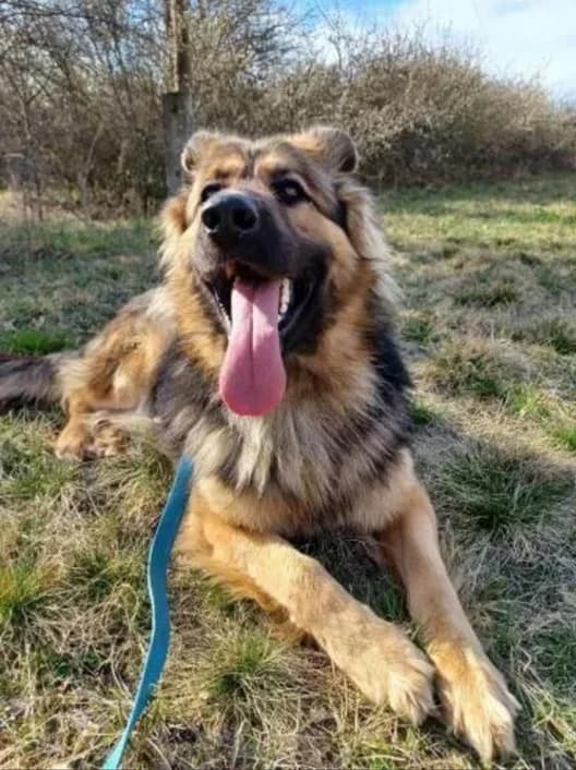 Bruno- Direktvermittlung, male 5yo German Shepherd for adoption at Tierschutzverein Herford e.V. (Tierheim Bünde)