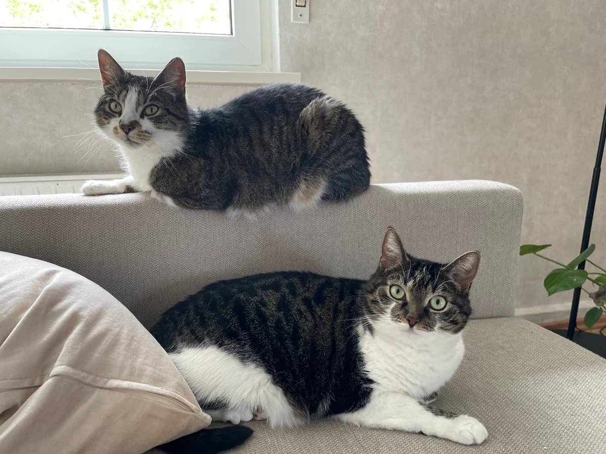 Nala und Frieder- Direktvermittlung, male European Shorthair for adoption at Tierschutzverein Herford e.V. (Tierheim Bünde)