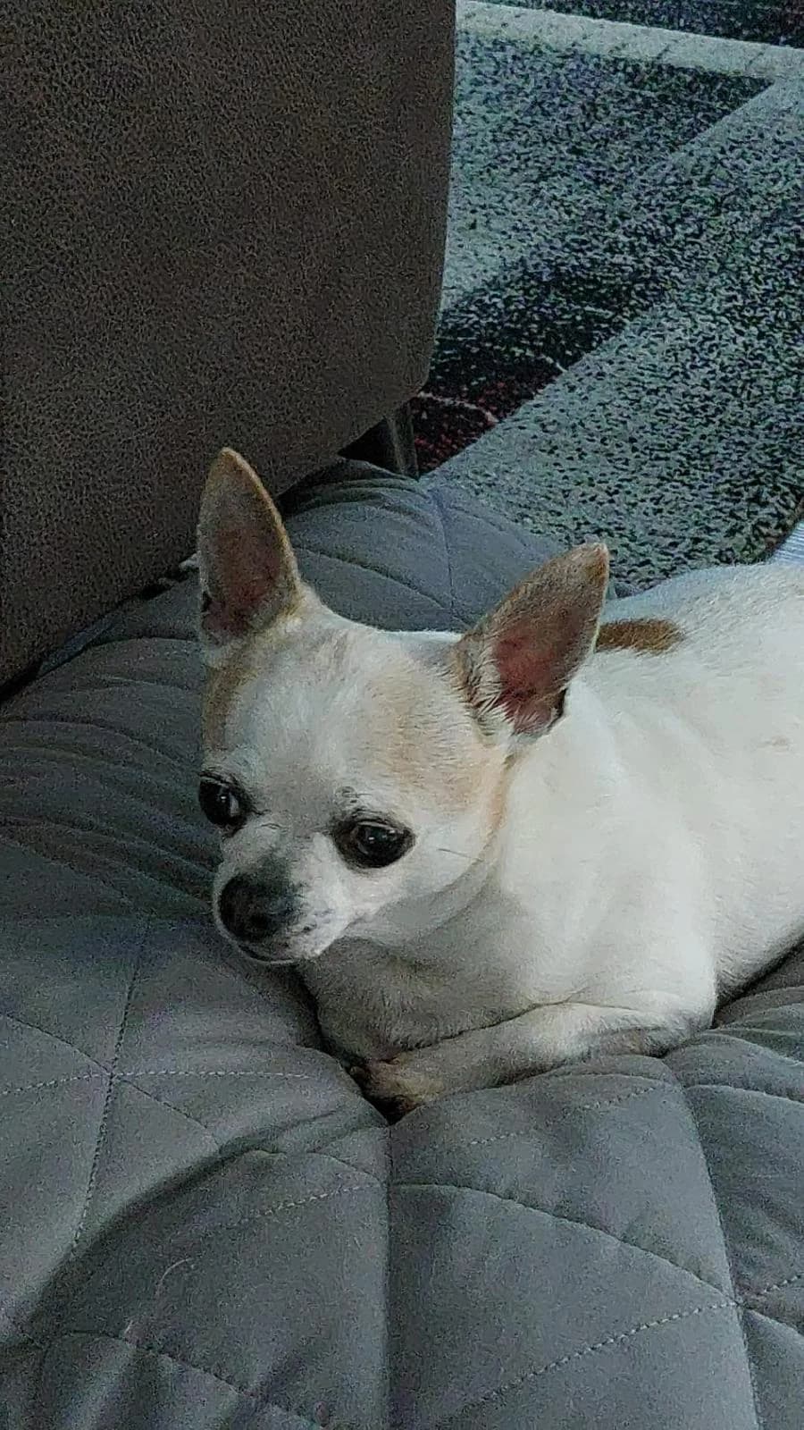 Tima Direktvermittlung, male senior Chihuahua for adoption at Tierschutzverein Herford e.V. (Tierheim Bünde)