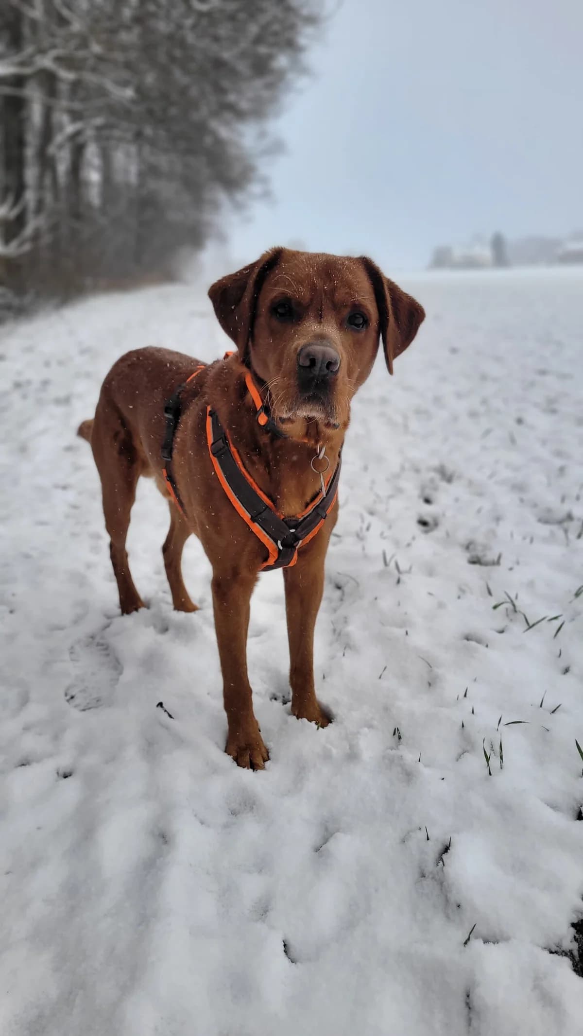 Kallle Direktvermittlung, male 7yo Labrador Retriever for adoption at Tierschutzverein Herford e.V. (Tierheim Bünde)