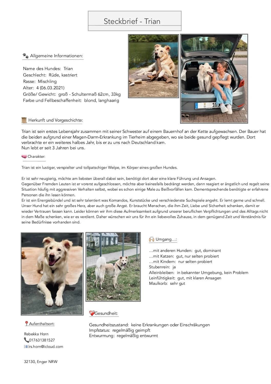 Trian Direktvermittlung, male 3yo Mixed Breed for adoption at Tierschutzverein Herford e.V. (Tierheim Bünde)