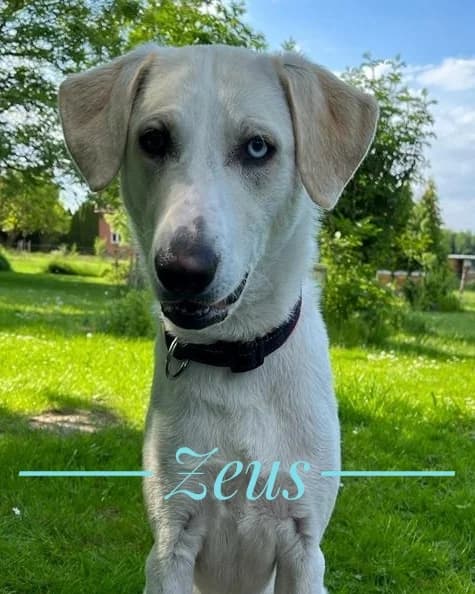 Zeus- Direktvermittlung, male Golden Retriever for adoption at Tierschutzverein Herford e.V. (Tierheim Bünde)