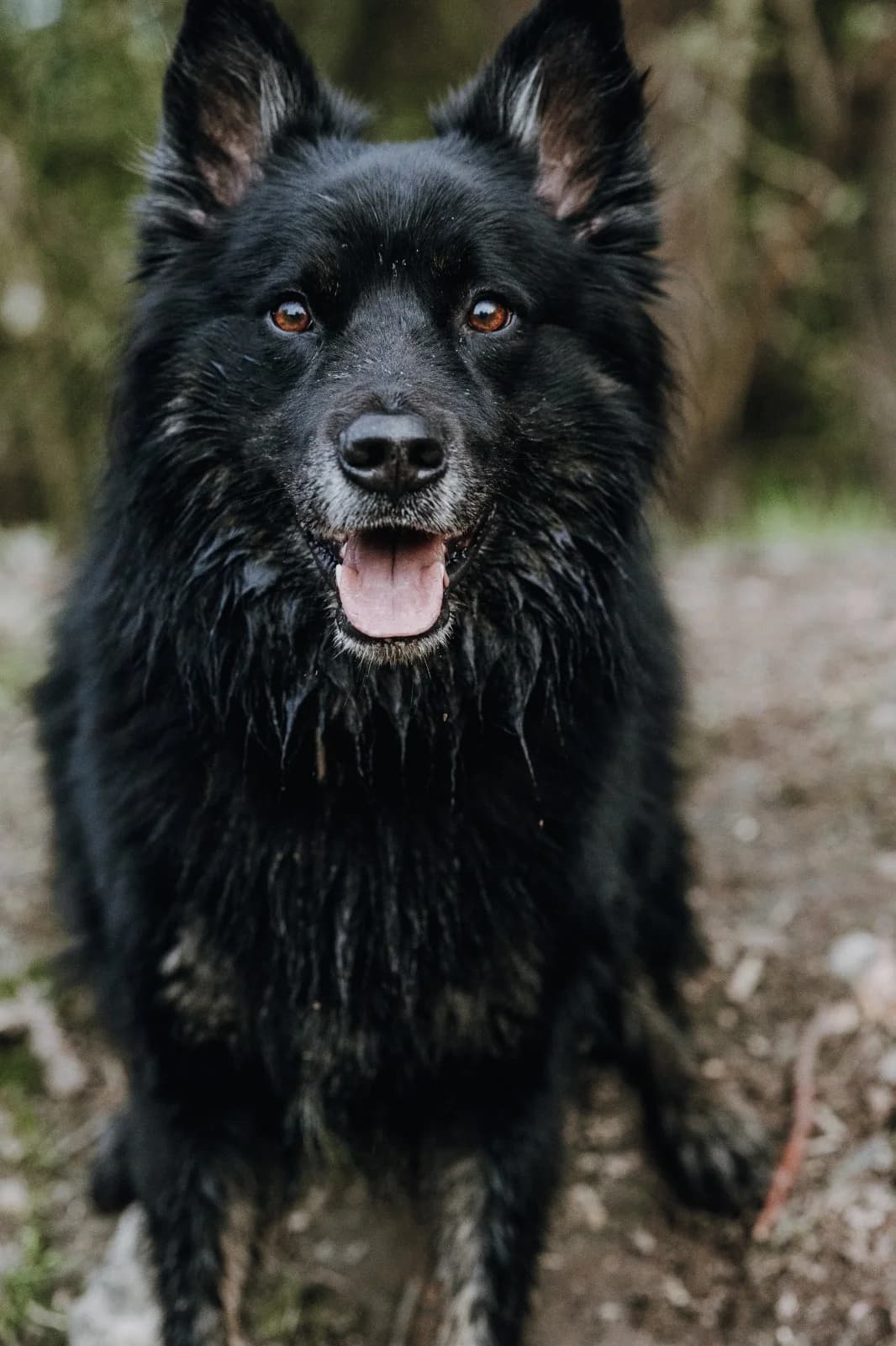 Buddy- Direktvermittlung, male mixed breed for adoption at Tierschutzverein Herford e.V. (Tierheim Bünde)